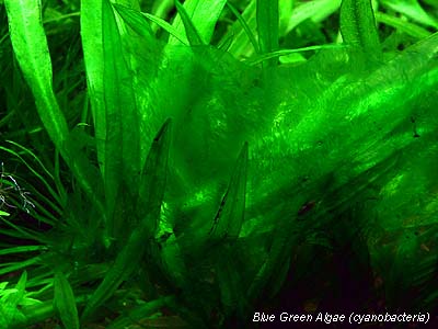 Blue Green Algae Plant