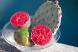 Nopal Cactus