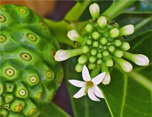 Tahitian Noni Juice a SuperFood