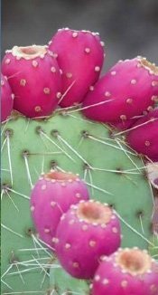 Nopal Cactus Plant