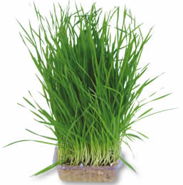 wheatgrass live