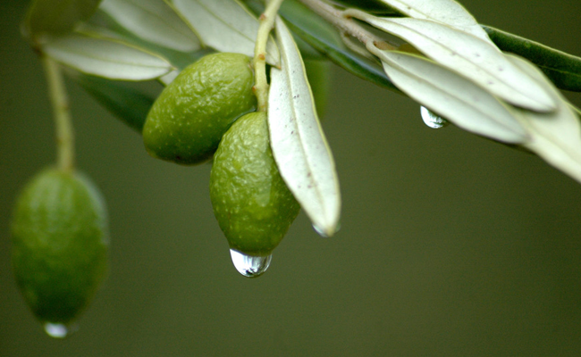 Olive-Leaf-Extract