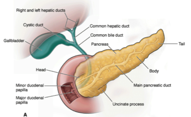 Where is Your Pancreas and What does it do?