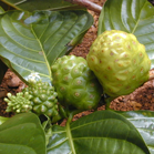 Tahitian Noni