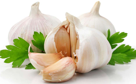 Garlic