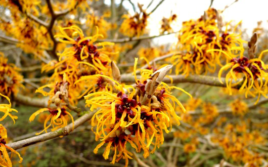 Witch Hazel