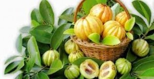 Garcinia Cambogia