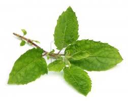 Tulsi