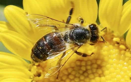 bee