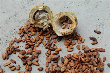 Raw Cacao Beans