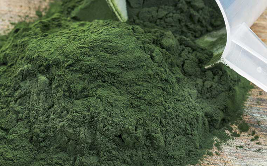 Chlorella