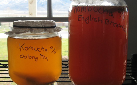 kombucha1