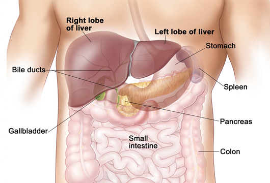 Liver