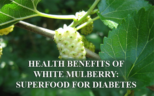 White Mulberry