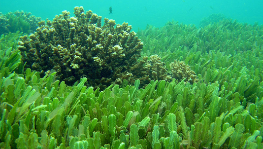 Spirulina or Kelp