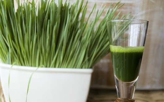 Wheatgrass