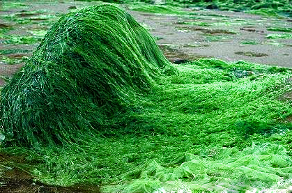 Spirulina