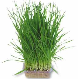 wheatgrass (1)