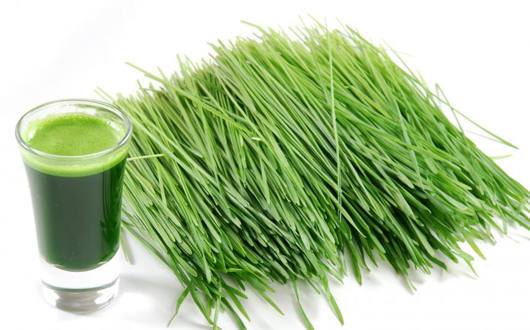 Wheatgrass Juice