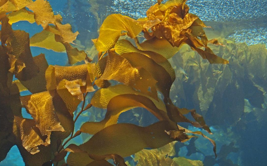 Benefits of Kelp