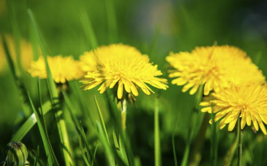 Dandelion Greens