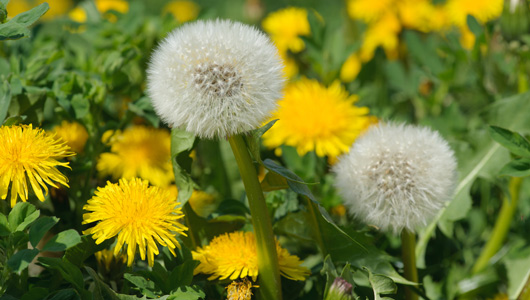 main_dandelion_th