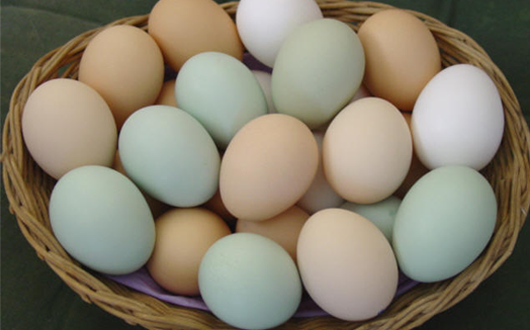 eggs