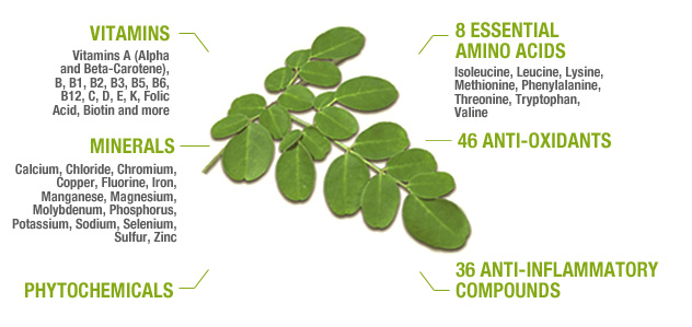 moringa-is-full-of-nutrients