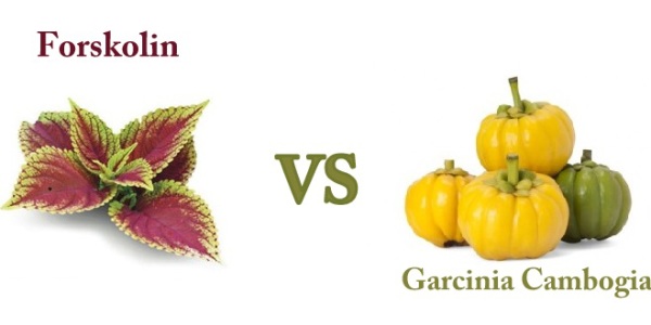 Garcinia Cambogia Vs Forskolin