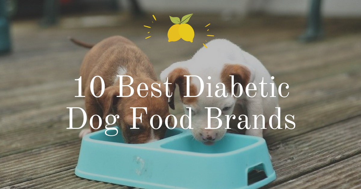 10 Best Diabetic Dog Food Brands 2020
